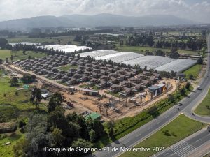 Avance 21 de noviembre 2025 - Bosque de Sagano