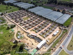 Avance 19 de diciembre 2025 - Bosque de Sagano