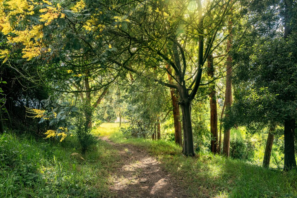 Vistas del lote de Bosques de la Riviera mostrando bosques nativos, lagunas y senderos en Cajicá
