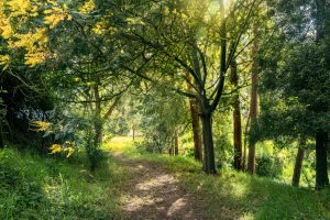 Vistas del lote de Bosques de la Riviera mostrando bosques nativos, lagunas y senderos en Cajicá