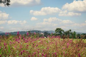 Vistas del lote de Bosques de la Riviera mostrando bosques nativos, lagunas y senderos en Cajicá